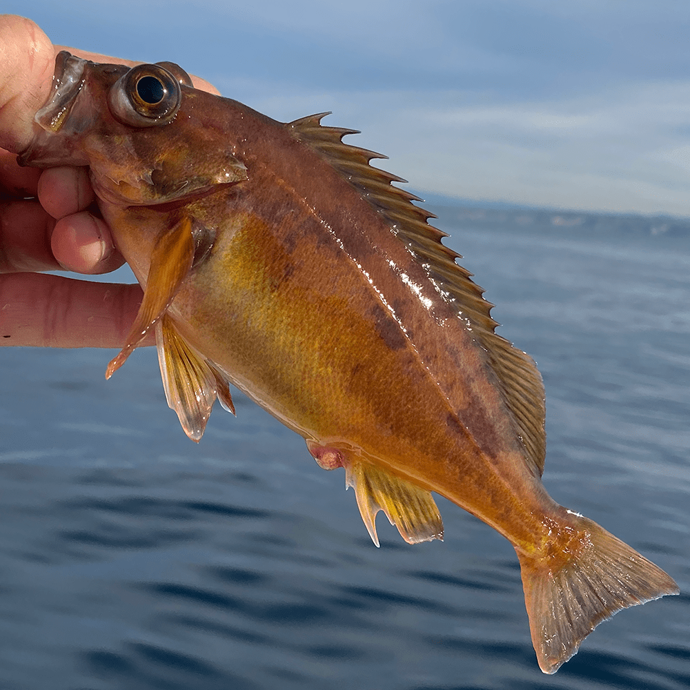 Rockfish, Squarespot Peeling Line